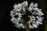 Taraxacum officinale, mniszek lekarski