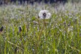 Taraxacum officinale, mniszek lekarski, łąka