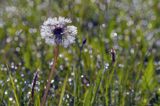 Taraxacum officinale, mniszek lekarski, łąka