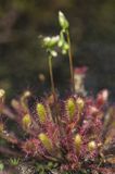 Rosiczka długolistna, Drosera anglica