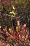 Rosiczka długolistna, Drosera anglica