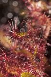 Rosiczka długolistna, Drosera anglica