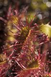 Rosiczka długolistna, Drosera anglica