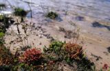 rosiczka ogrągłolistna Rosiczka okrągłolistna Drosera rotundifolia)