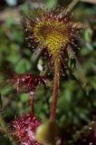 rosiczka okragłolistna Drosera rotundifolia L.