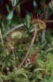 rosiczka ogrągłolistna Rosiczka okrągłolistna Drosera rotundifolia)