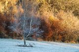 Samotna brzoz, Bieszczady, Rosochate