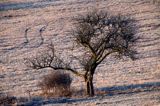 drzewo, Rosochate, świt, Bieszczady