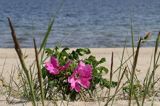 Plaża nad Bałtykiem, róża pomarszczona, Rosa rugosa