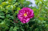Róża pomarszczona róża fałdzistolistna, róża japońska) Rosa rugosa