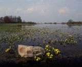 wiosenne rozlewiska Biebrzy Biebrzański Park Narodowy