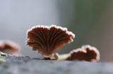 rozszczepka pospilita, Schizophyllum commune, na martwym pniu, las na Otrycie, buczyna, Bieszczady