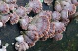 rozszczepka pospilita, Schizophyllum commune, na martwym pniu, las na Otrycie, buczyna, Bieszczady