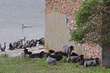 Kormoran czarny Phalacrocorax carbo) , ptaki i owce na wyspie Ruden, Niemcy