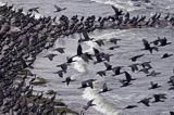 Kormoran czarny Phalacrocorax carbo) , ptaki na wyspie Ruden, Niemcy