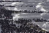 Kormoran czarny Phalacrocorax carbo) , ptaki na wyspie Ruden, Niemcy