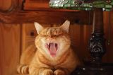 ziewający rudy kot pod lampą