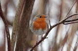 rudzik Erithacus rubecula