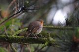 rudzik Erithacus rubecula