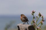 rudzik Erithacus rubecula