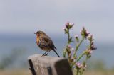 rudzik Erithacus rubecula