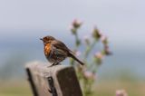 rudzik Erithacus rubecula