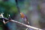 rudzik Erithacus rubecula