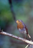 rudzik Erithacus rubecula
