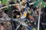 rudzik Erithacus rubecula