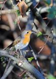 rudzik Erithacus rubecula