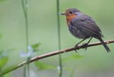 rudzik Erithacus rubecula