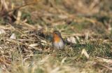 Rudzik, Erithacus rubecula