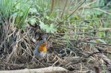 Rudzik, rudzik zwyczajny, raszka, Erithacus rubecula