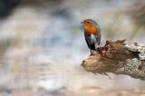 Rudzik, rudzik zwyczajny, raszka, Erithacus rubecula