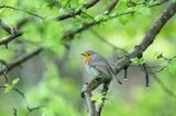 Rudzik, rudzik zwyczajny, raszka, Erithacus rubecula