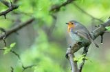 Rudzik, rudzik zwyczajny, raszka, Erithacus rubecula