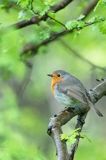 Rudzik, rudzik zwyczajny, raszka, Erithacus rubecula