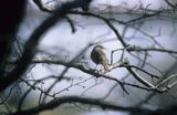Rudzik na gałęzi, Erithacus rubecula