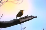 Rudzik, rudzik zwyczajny, raszka, Erithacus rubecula