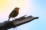 Rudzik, rudzik zwyczajny, raszka, Erithacus rubecula