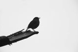 Rudzik, rudzik zwyczajny, raszka, Erithacus rubecula