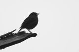 Rudzik, rudzik zwyczajny, raszka, Erithacus rubecula