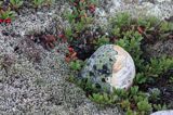 runo, mech skalniczek siwy, Racomitrium canescens, wzorzec geograficzny, Rhizocarpon geographicum, wyspa Enskar, Szwecja, Zatoka Botnicka