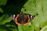 rusałka admirał Vanessa atalanta