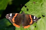 rusałka admirał Vanessa atalanta