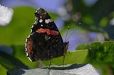 rusałka admirał Vanessa atalanta