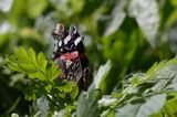 rusałka admirał Vanessa atalanta