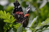 rusałka admirał Vanessa atalanta