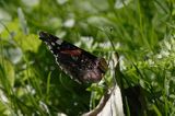 rusałka admirał Vanessa atalanta