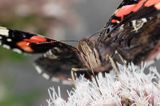 rusałka admirał Vanessa atalanta